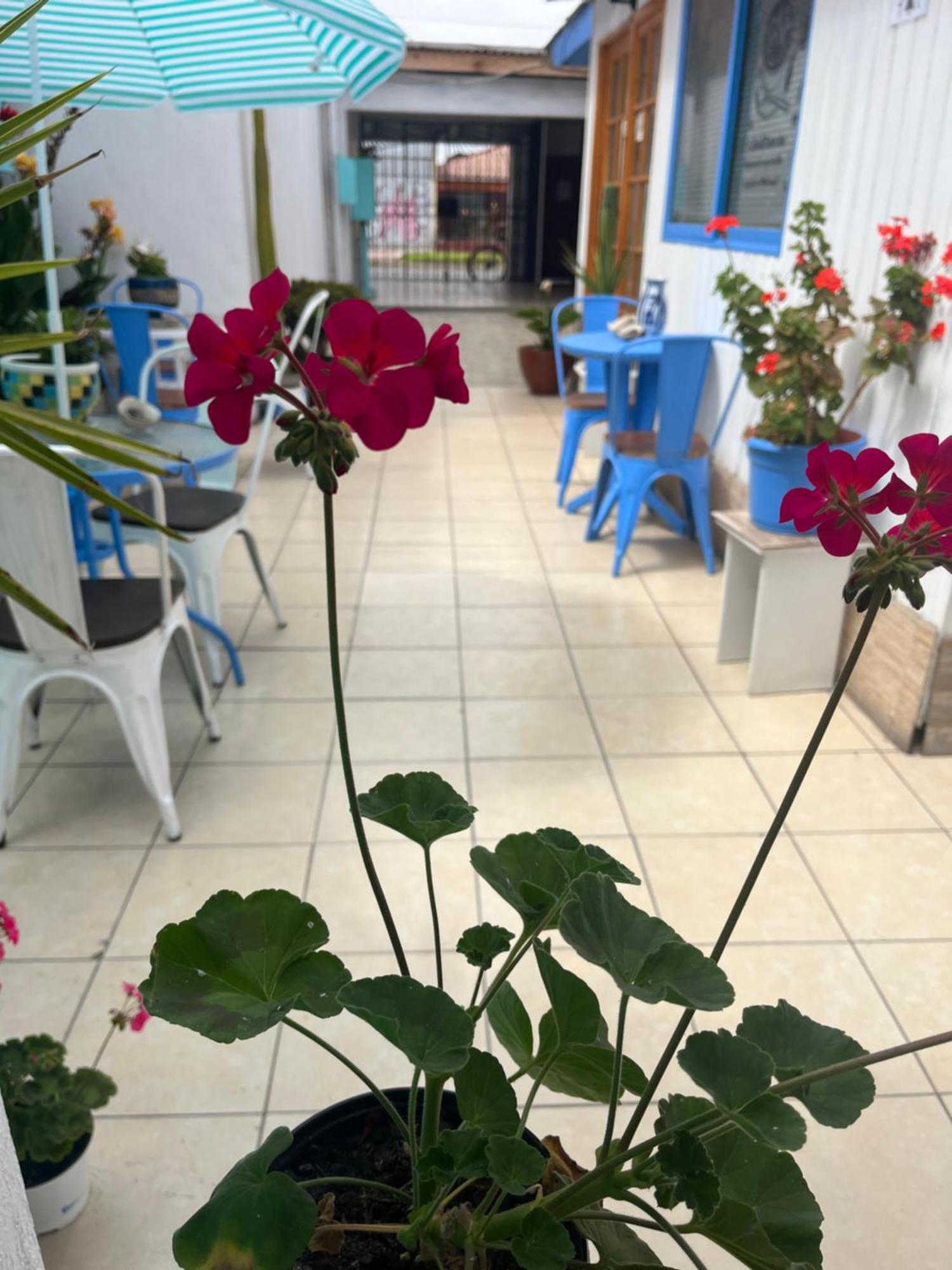 Hostal Avenue 라세레나 외부 사진